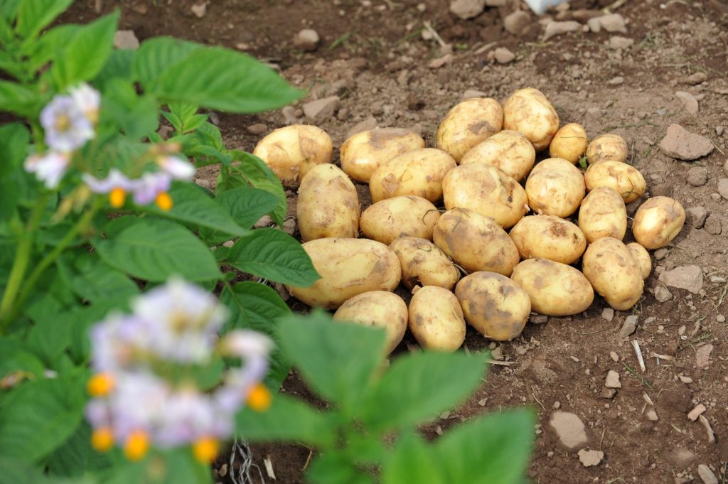 Potato pile in the field