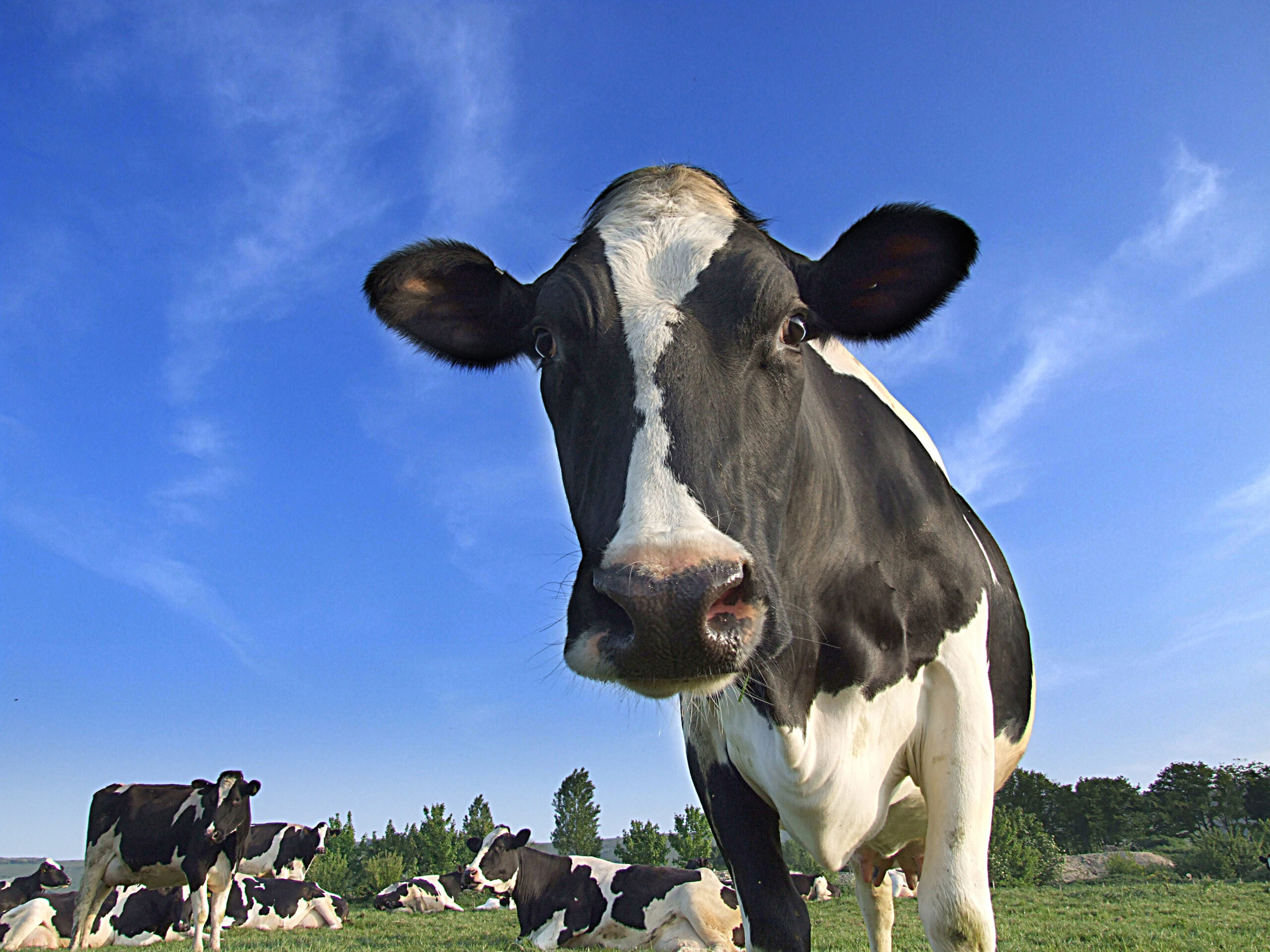 Is the grass greener in a changing climate?