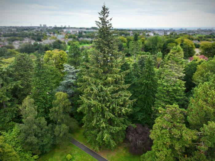 It’s official, Hutton hosts Aberdeen’s tallest tree