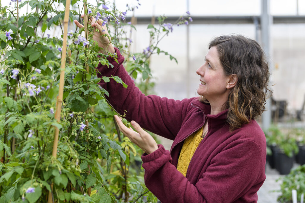James Hutton Institute Scientific Services, crop and plant breeding