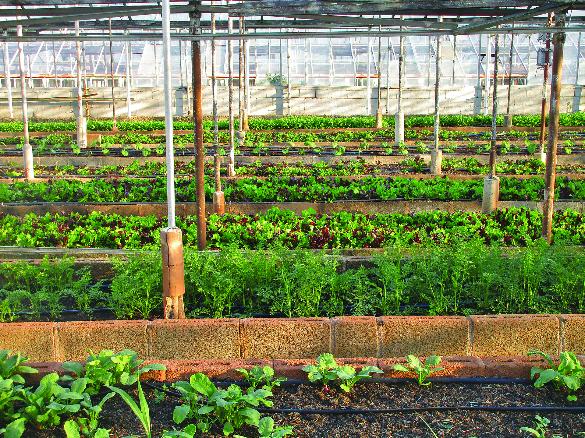 Is there a place for urban agriculture in Scottish cities?