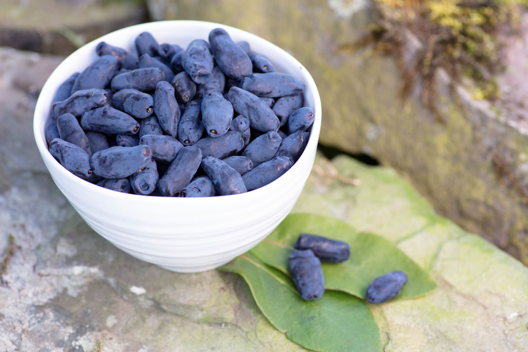 Scotland’s new superfruit – the honeyberry