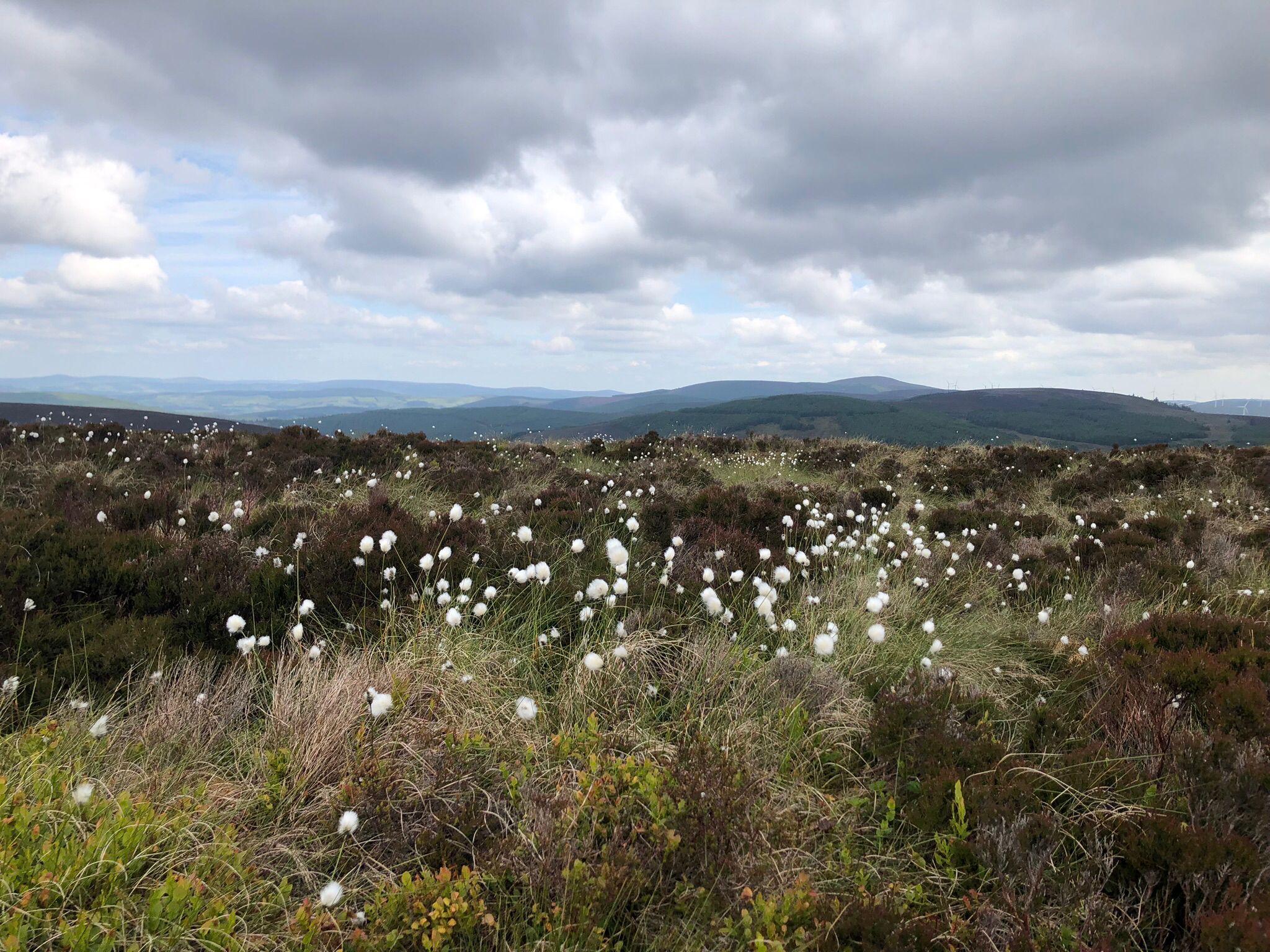 A not so cool dry June for Invergowrie