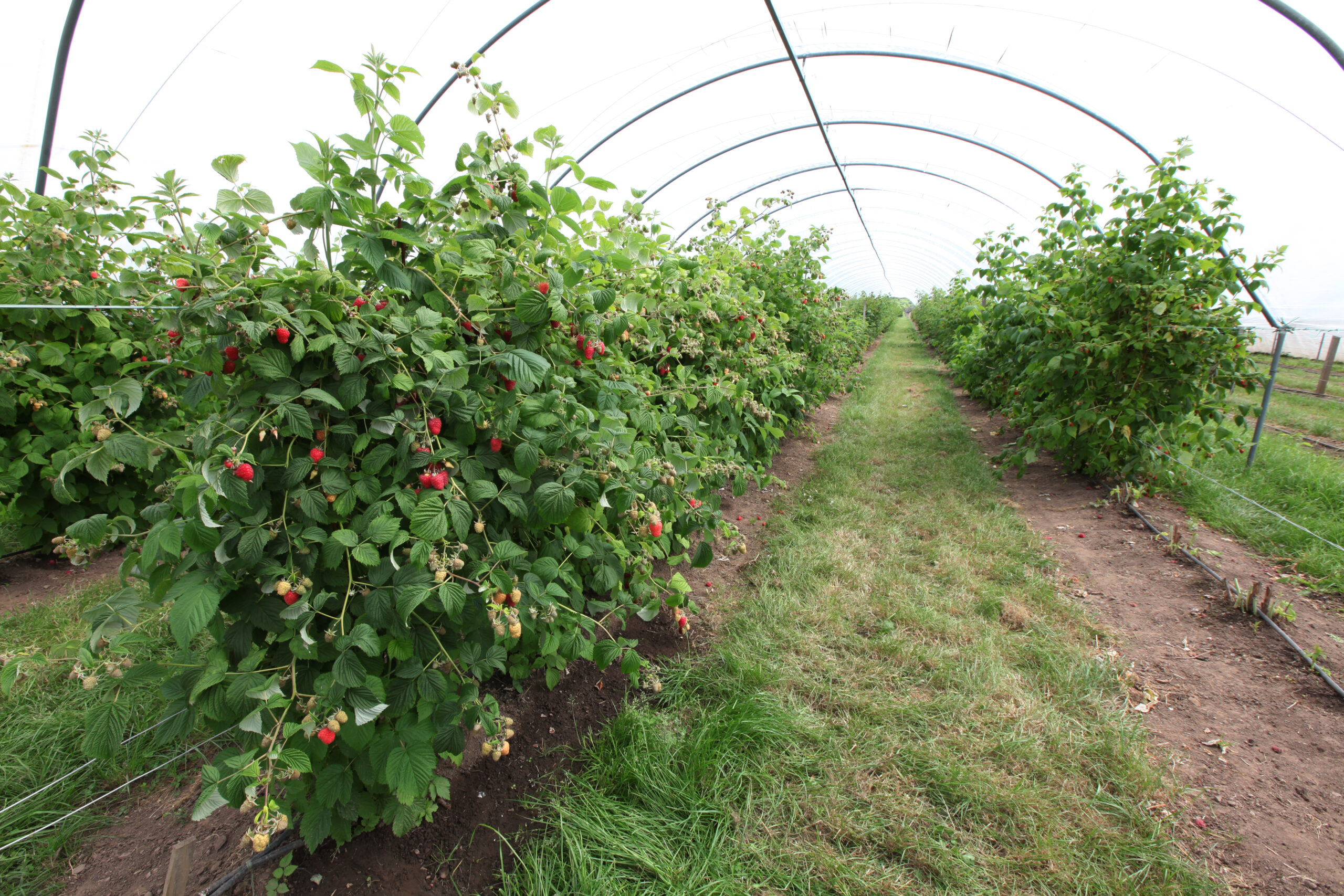 Rubus (raspberries, blackberries and hybrid berries such as `Tayberry’) soft fruit